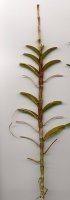 Keiki d'epidendrum (56 ko), taille = 25 cm