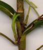Epidendrum