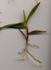 Keiki d'epidendrum radicans (26 ko), taille hors racines = 9 cm