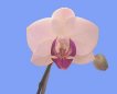 Phalaenopsis