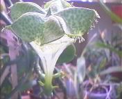 Ceropegia sandersonii