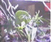 Floraison d'un ceropegia sandersonii