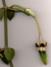 Ceropegia radicans