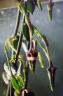 Ceropegia radicans