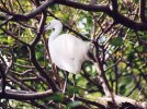 Aigrette / Egretta (72 ko)
