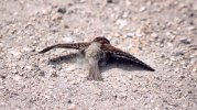 Moineau, sparrow (51 Ko)