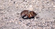Moineau, sparrow (41 Ko)