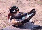 Canard branchu / duck (58 Ko)