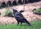 Corneille / Corvus / Crows (76 Ko)