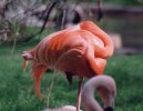 Flamant rose (40 Ko)