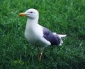 Goeland argenté / Larus argentatus (65 Ko)