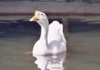 Oie / goose (48 Ko)