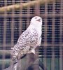 Harfang / Snowy owl (62 Ko)