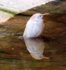 Jeune aigrette / Young egretta