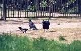 Pie contre corneilles, crows fighting magpie (79 ko)