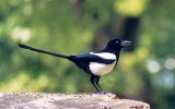 Pie, Magpie (39 Ko)