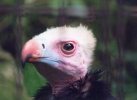 Vautour / vulture (41 Ko)