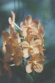 Vanda