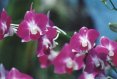 Dendrobium