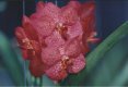 Vanda