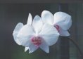 Phalaenopsis