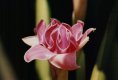 Etlingera Elatior