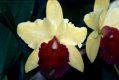 Cattleya