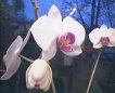 Phalaenopsis