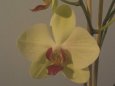 Phalaenopsis