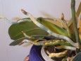 Racines de phalaenopsis