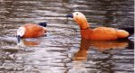 60 Ko N°13 / English : Ruddy Shelduck/ French : Tadorne casarca